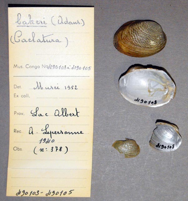 specimen