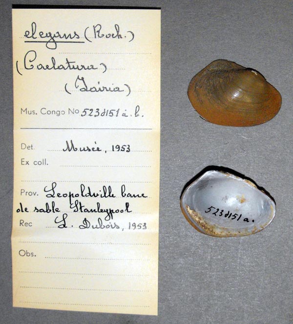 image of lot MRAC_523451 image of lot MRAC_523451