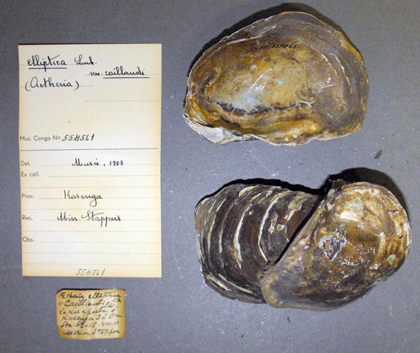 specimen