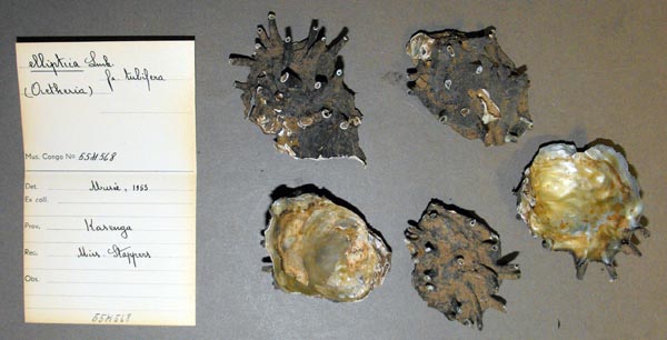 specimen