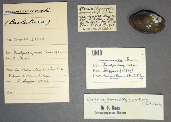 specimen