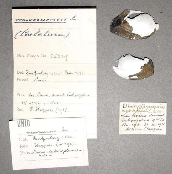 specimen