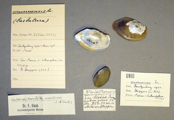 specimen