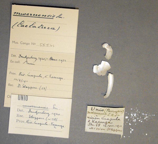 specimen