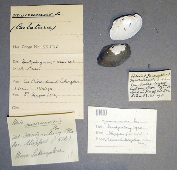 specimen
