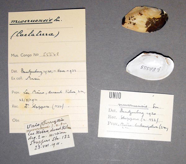 specimen