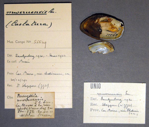 specimen
