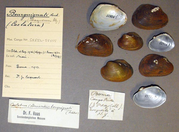 specimen