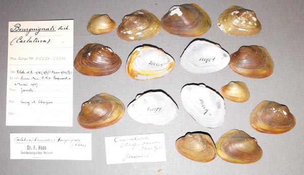 specimen