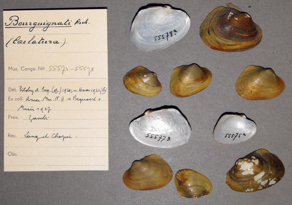 specimen