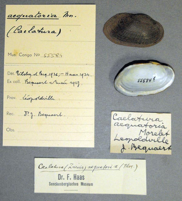 specimen