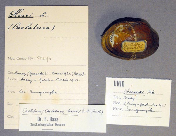 specimen