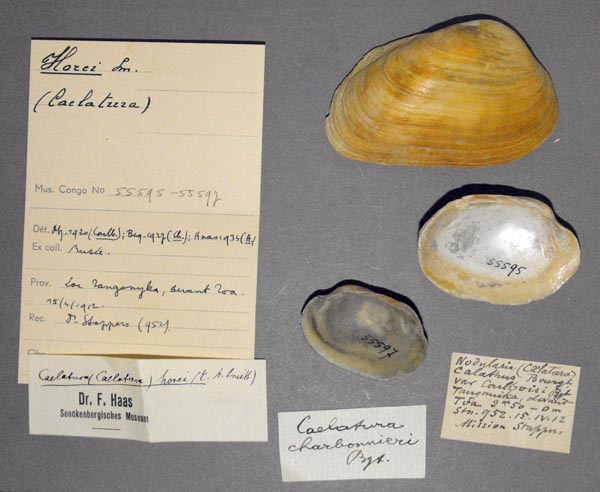 specimen