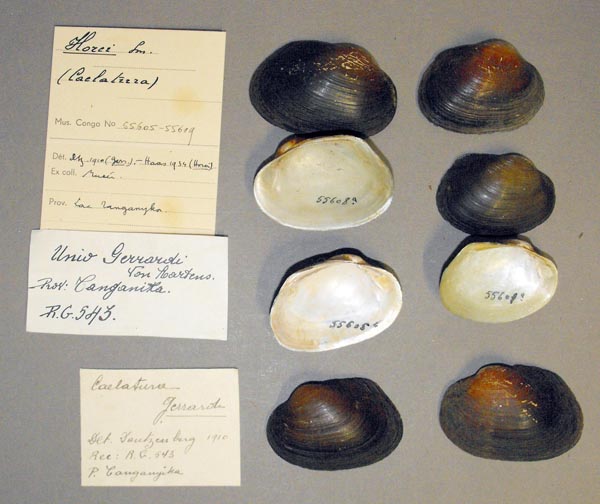specimen