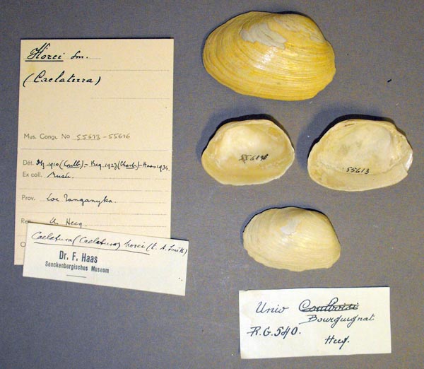 specimen