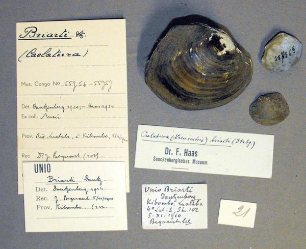 image of lot MRAC_55756 image of lot MRAC_55756