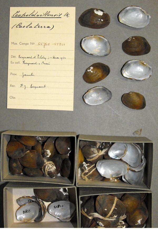 specimen