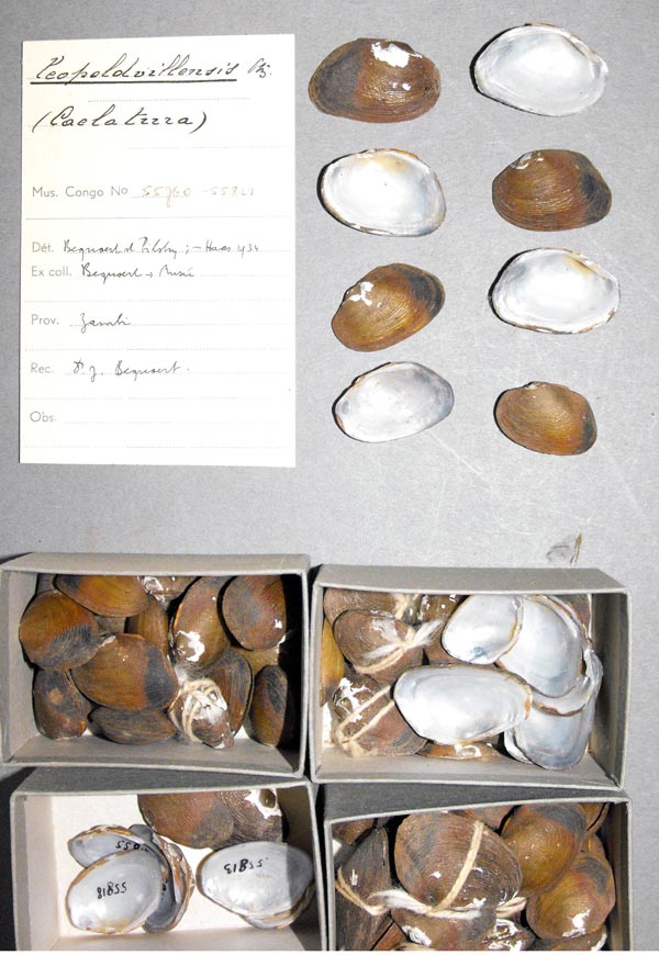 specimen