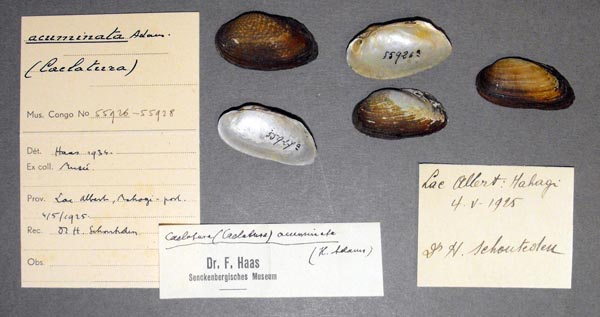 specimen