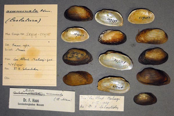 specimen