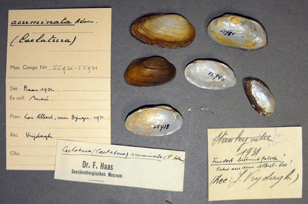 specimen