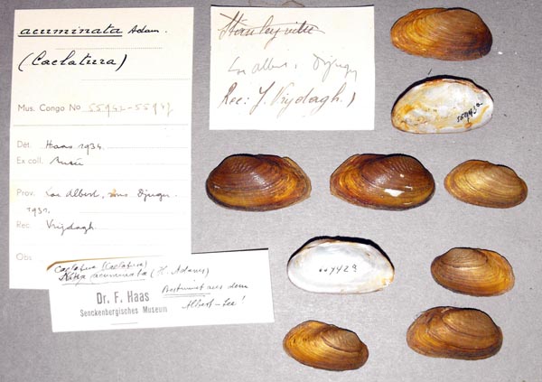 specimen