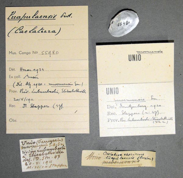 specimen