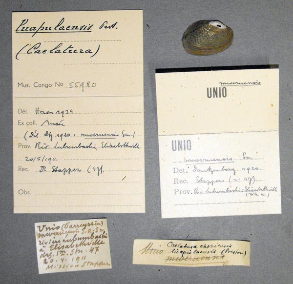 specimen