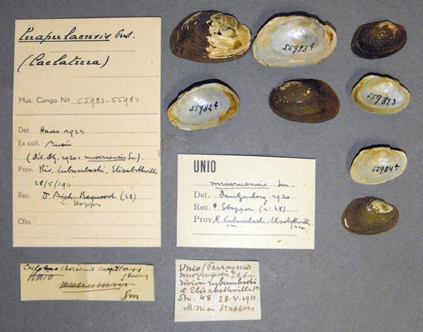 specimen