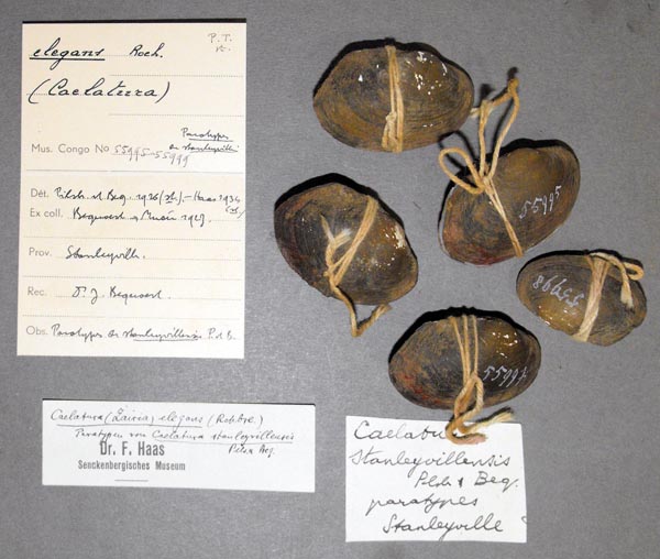 image of lot MRAC_55995 image of lot MRAC_55995