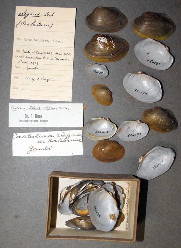 image of lot MRAC_56000 image of lot MRAC_56000