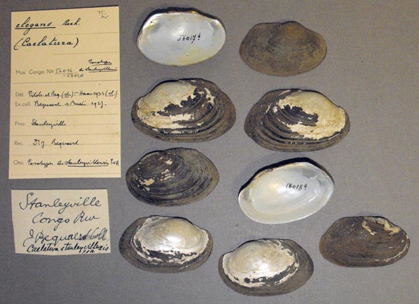 image of lot MRAC_56016 image of lot MRAC_56016