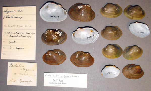 image of lot MRAC_56021 image of lot MRAC_56021