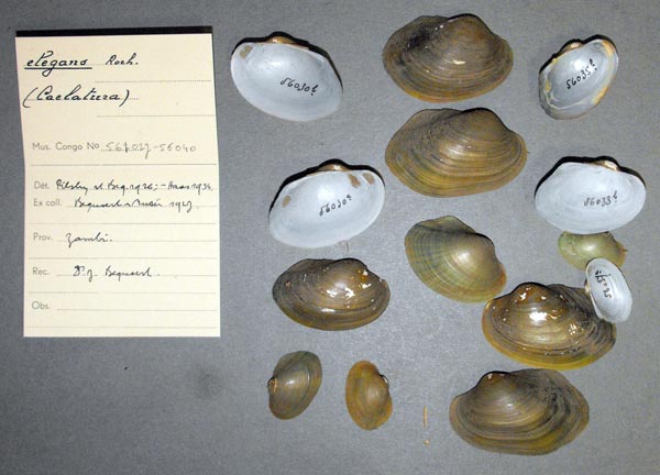 image of lot MRAC_56027 image of lot MRAC_56027