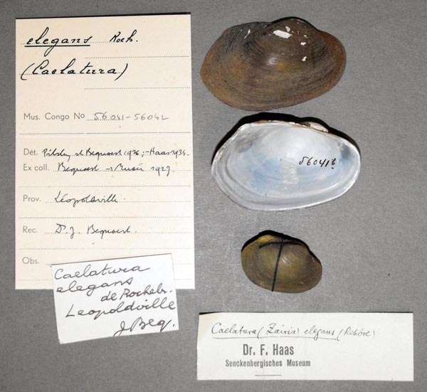 image of lot MRAC_56041 image of lot MRAC_56041