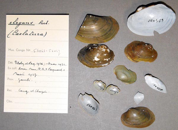 image of lot MRAC_56043 image of lot MRAC_56043