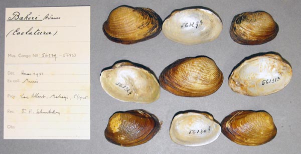specimen