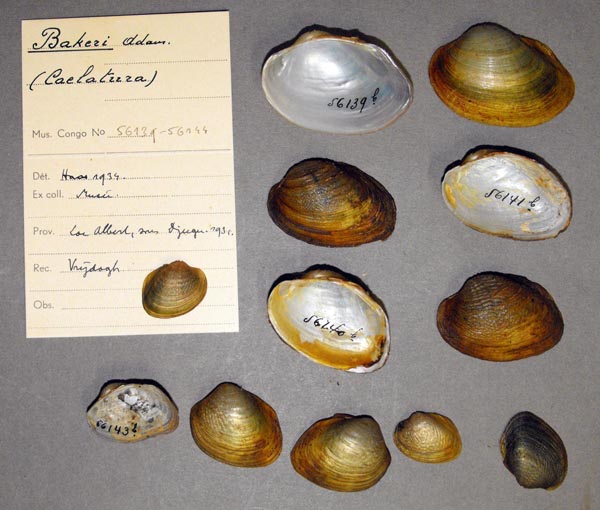 specimen