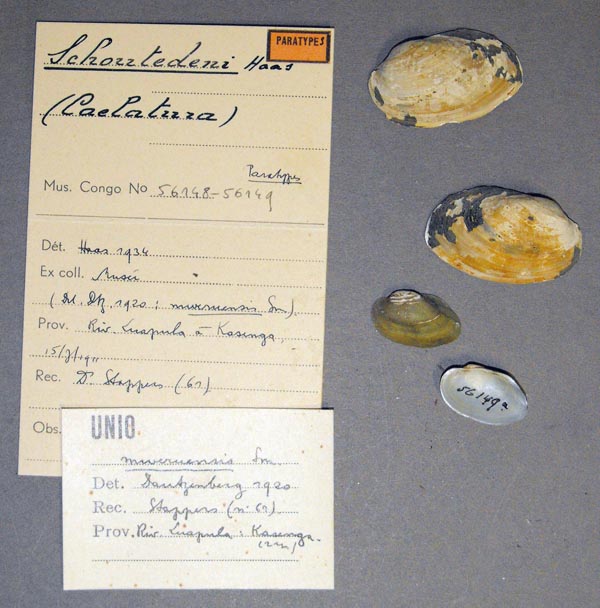 specimen