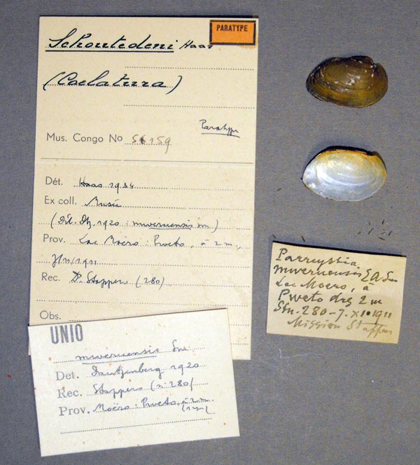 specimen