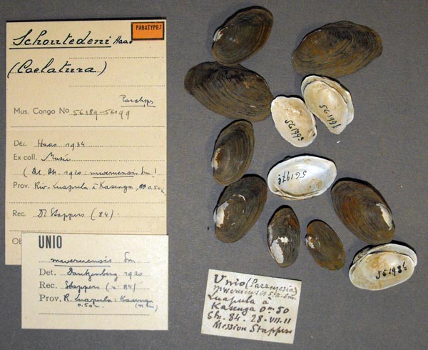 specimen