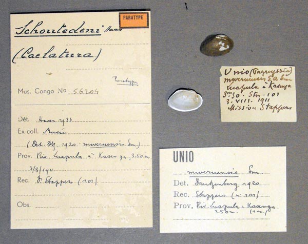 specimen