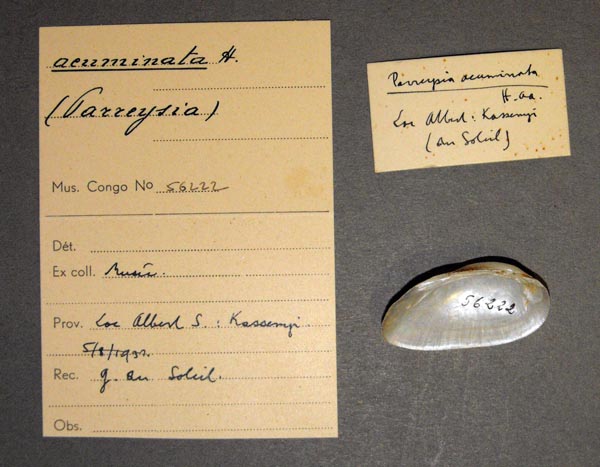 specimen
