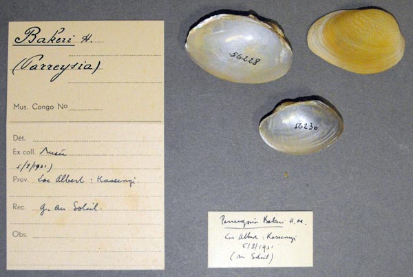 specimen