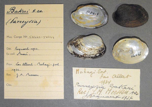 specimen