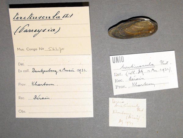 specimen