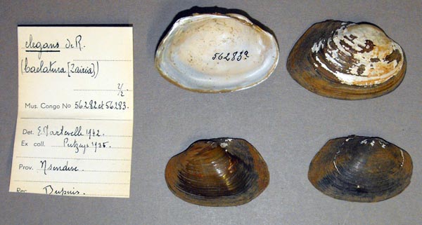 image of lot MRAC_56282 image of lot MRAC_56282