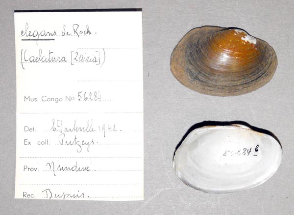 image of lot MRAC_56284 image of lot MRAC_56284