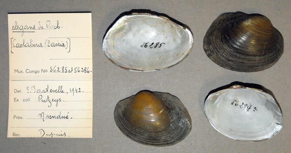 image of lot MRAC_56285 image of lot MRAC_56285