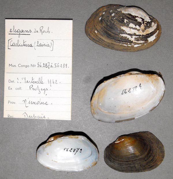 specimen